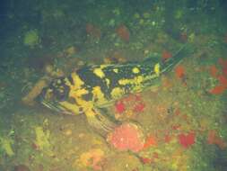 Image of Black-and-yellow rockfish