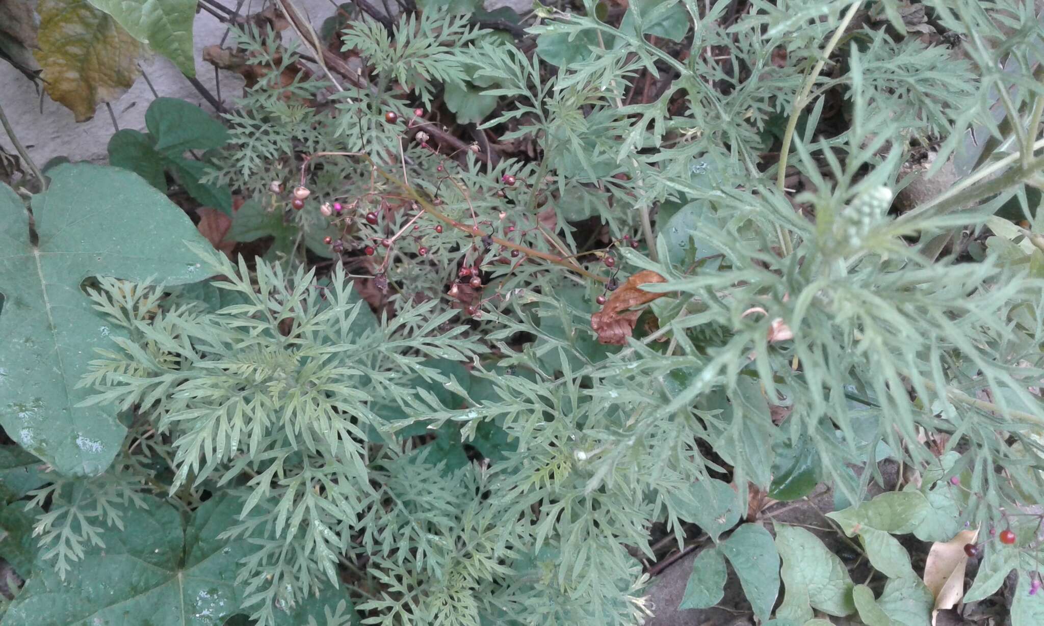 Image of slimleaf bur ragweed