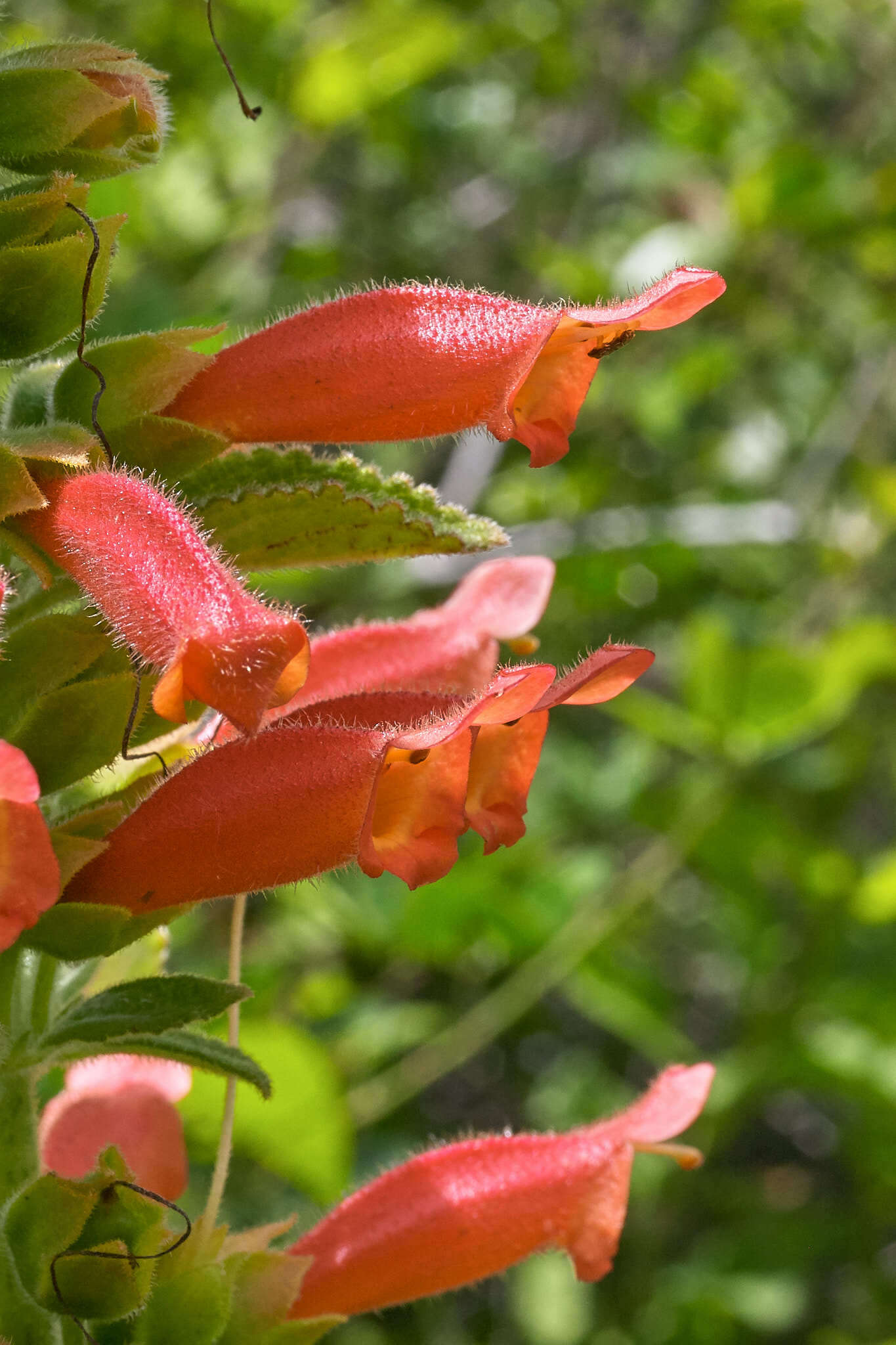 Imagem de Sinningia incarnata (Aubl.) Denham