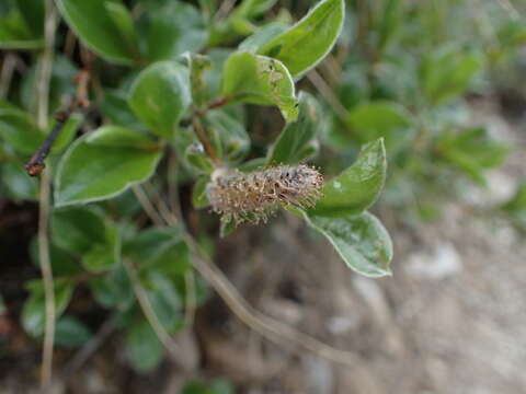 Image of Salix alpina Scop.