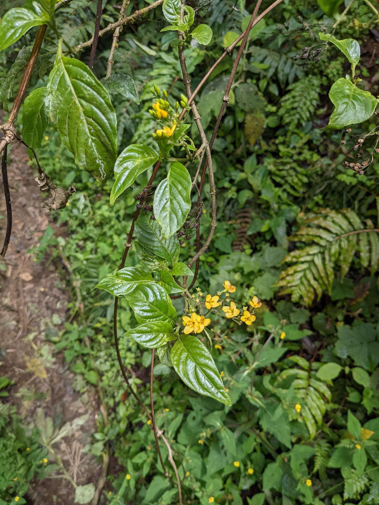 Слика од Deppea grandiflora Schltdl.