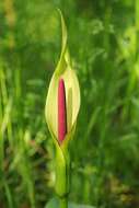 Image of Arum korolkowii Regel