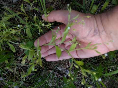 Imagem de Myosotis sparsiflora Pohl