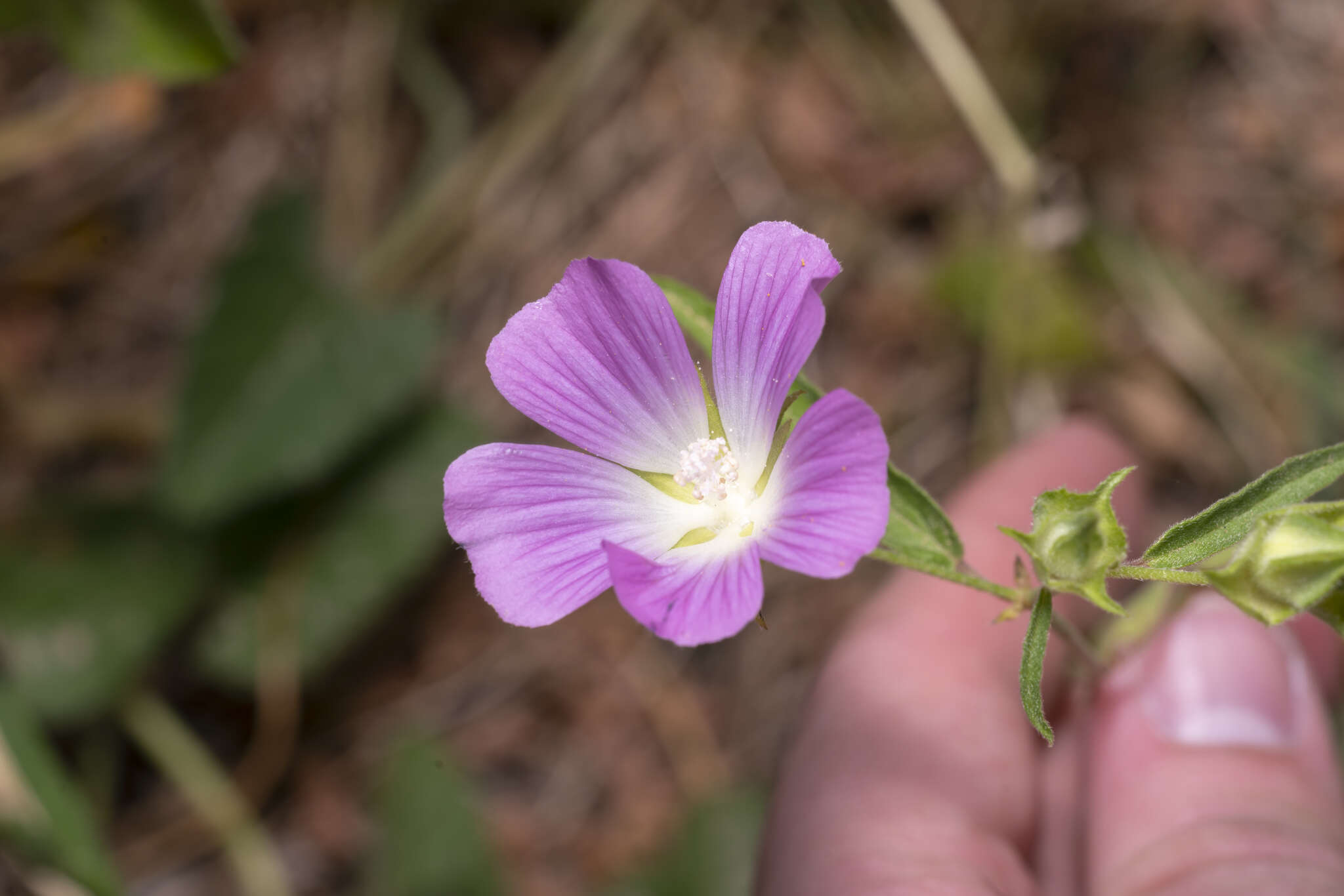 Image of Malva punctata (All.) Alef.