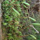 Image of elongate pohlia moss