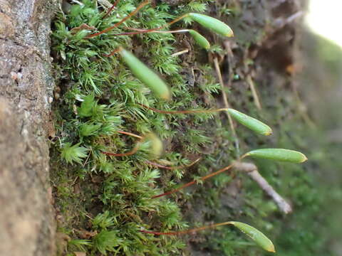 Image of elongate pohlia moss