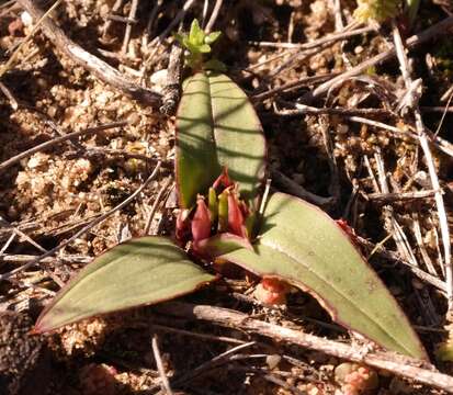 صورة Androcymbium cuspidatum Baker