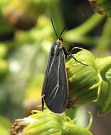 Image of Ctenucha cressonana Grote 1863