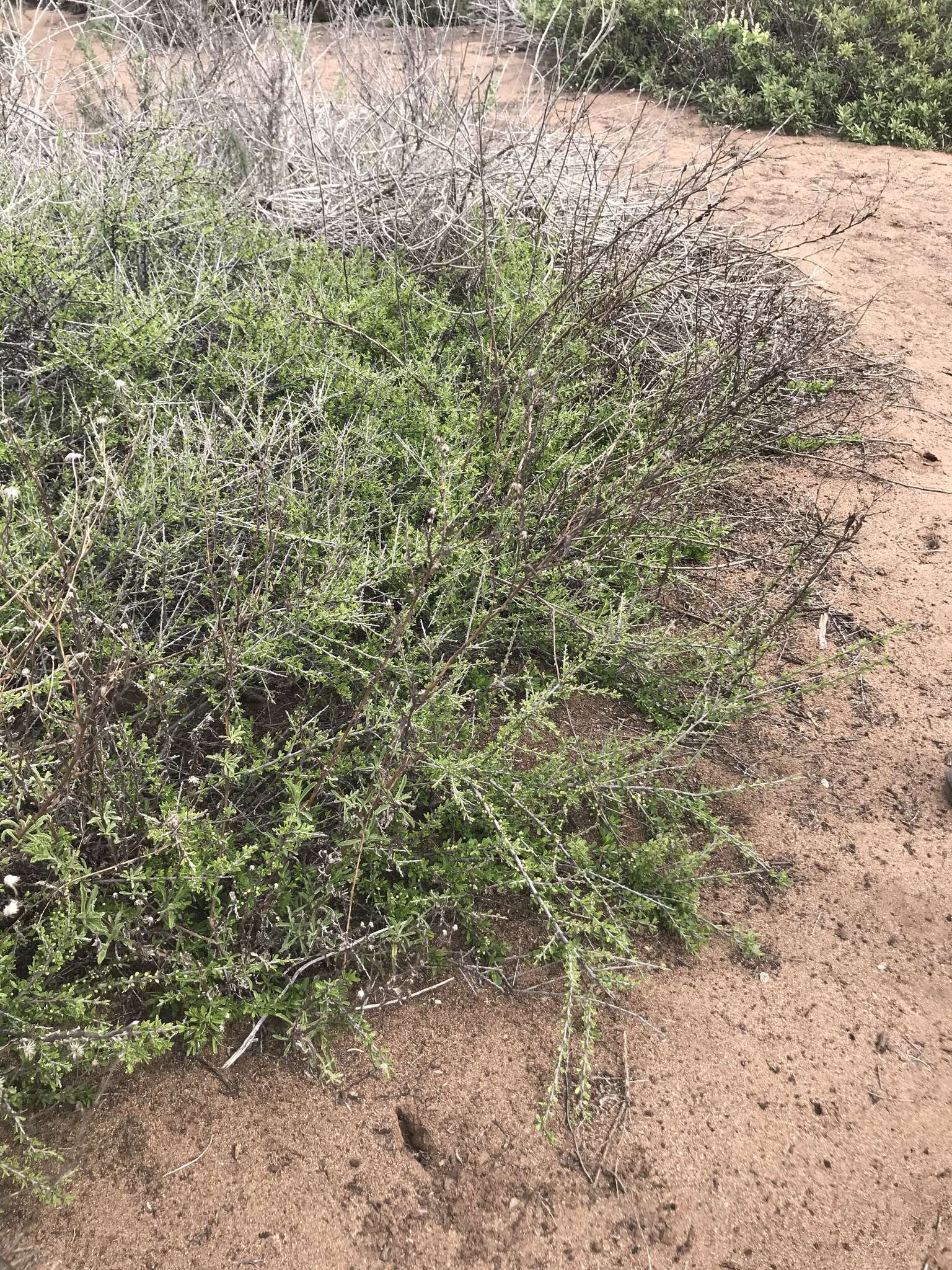 Image of desert almond