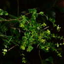 Image of Euphorbia rothiana Spreng.