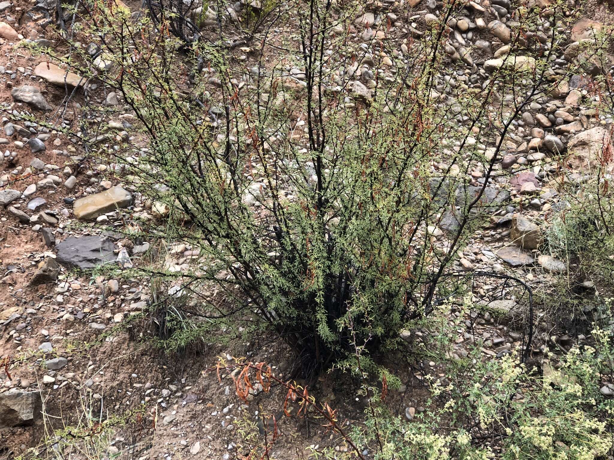 Vachellia vernicosa (Britton & Rose) Seigler & Ebinger resmi