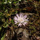 Image of Plectocephalus varians (A. Rich.) C. Jeffrey apud Cufod.