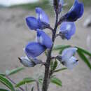 Image of rusty lupine