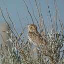 Centronyx bairdii (Audubon 1844) resmi