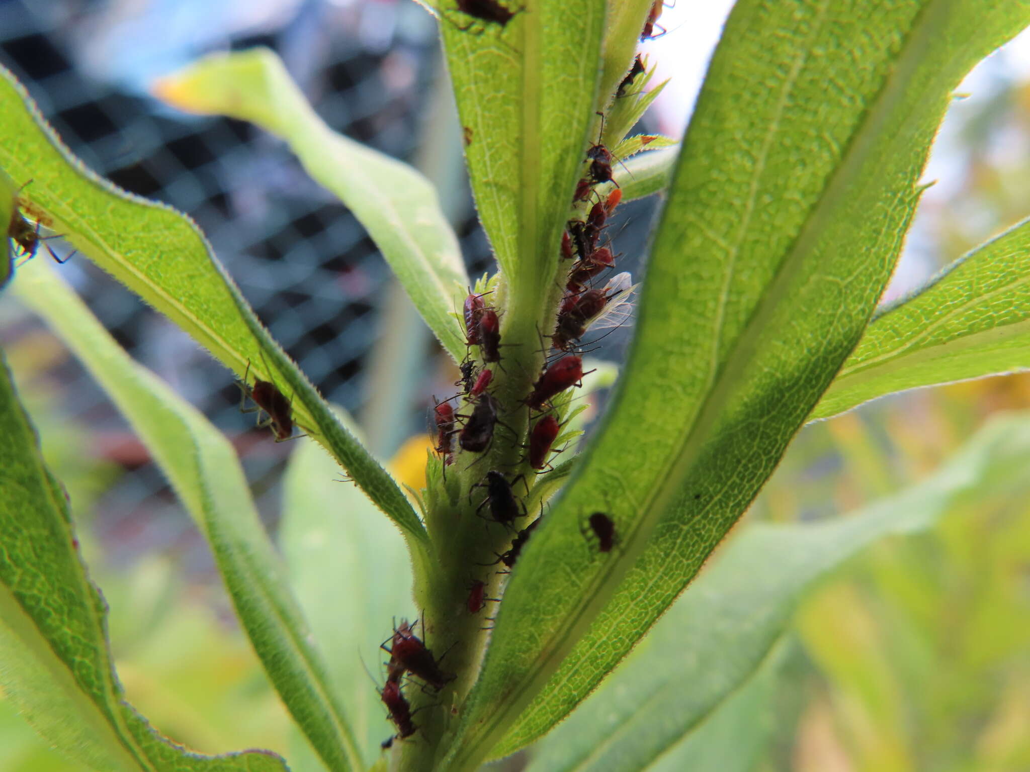 Image of Red Goldenrod Aphid