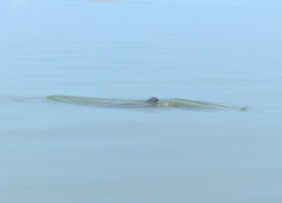 Image of Irrawaddy Dolphin
