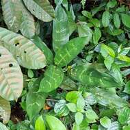 Imagem de Aglaonema commutatum Schott