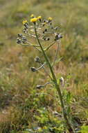 Image of Crepis vesicaria subsp. taraxacifolia (Thuill.) Thell.