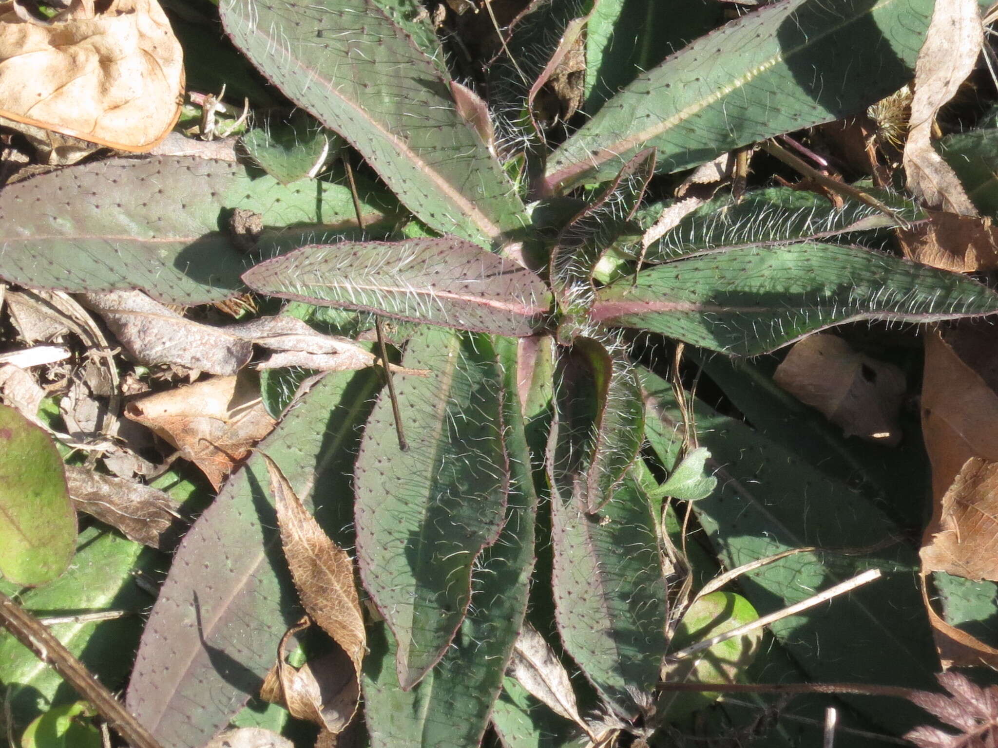 Image of hawkweed