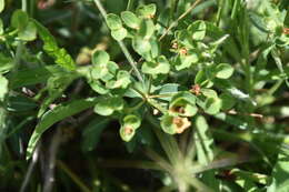 Sivun Euphorbia fragifera Jan kuva