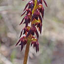 Image of Genoplesium eriochilum (Fitzg.) D. L. Jones & M. A. Clem.