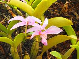 Image of Cattleya nobilior Rchb. fil.