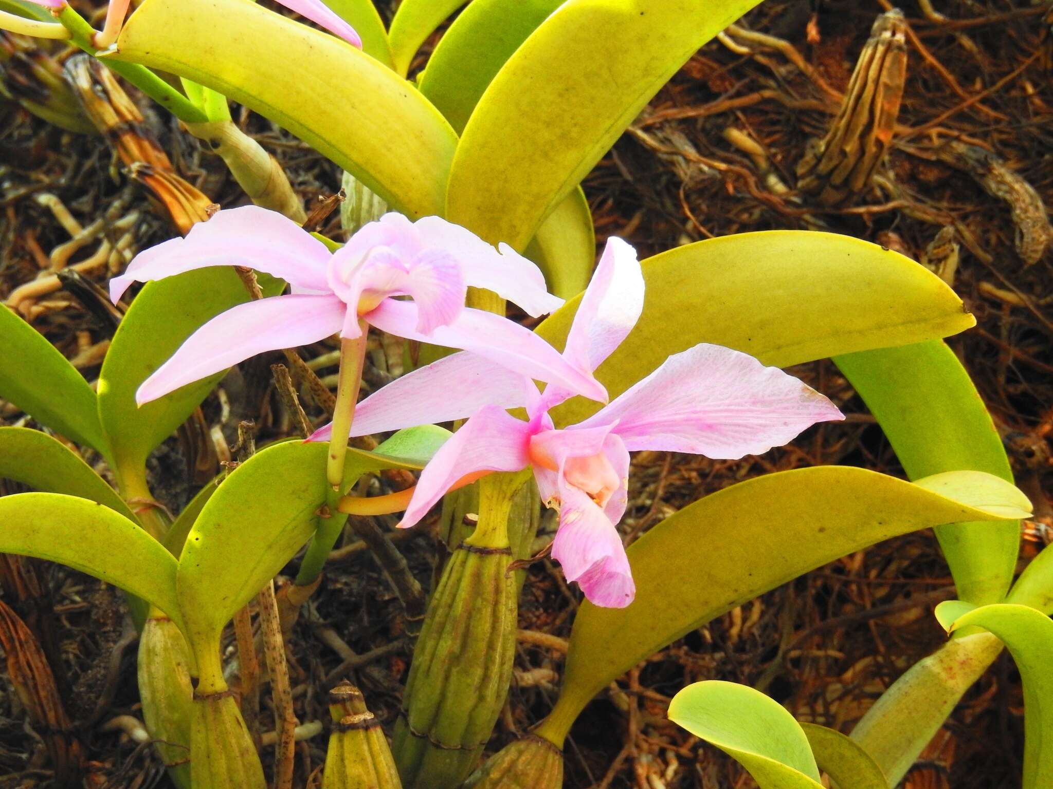 Image of Cattleya nobilior Rchb. fil.