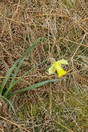 Image of daffodil