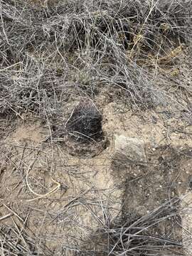 صورة Sclerocactus erectocentrus (J. M. Coult.) N. P. Taylor