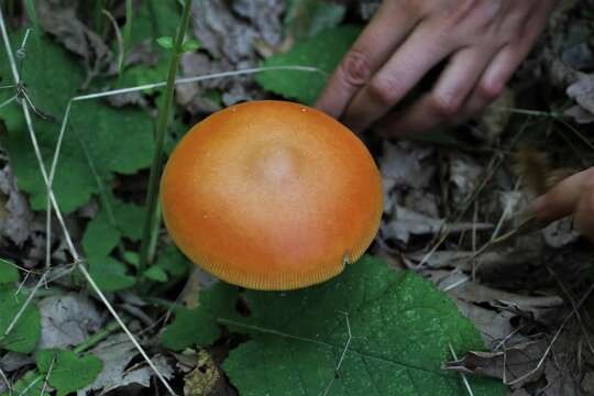 Image of Caesar's Mushroom