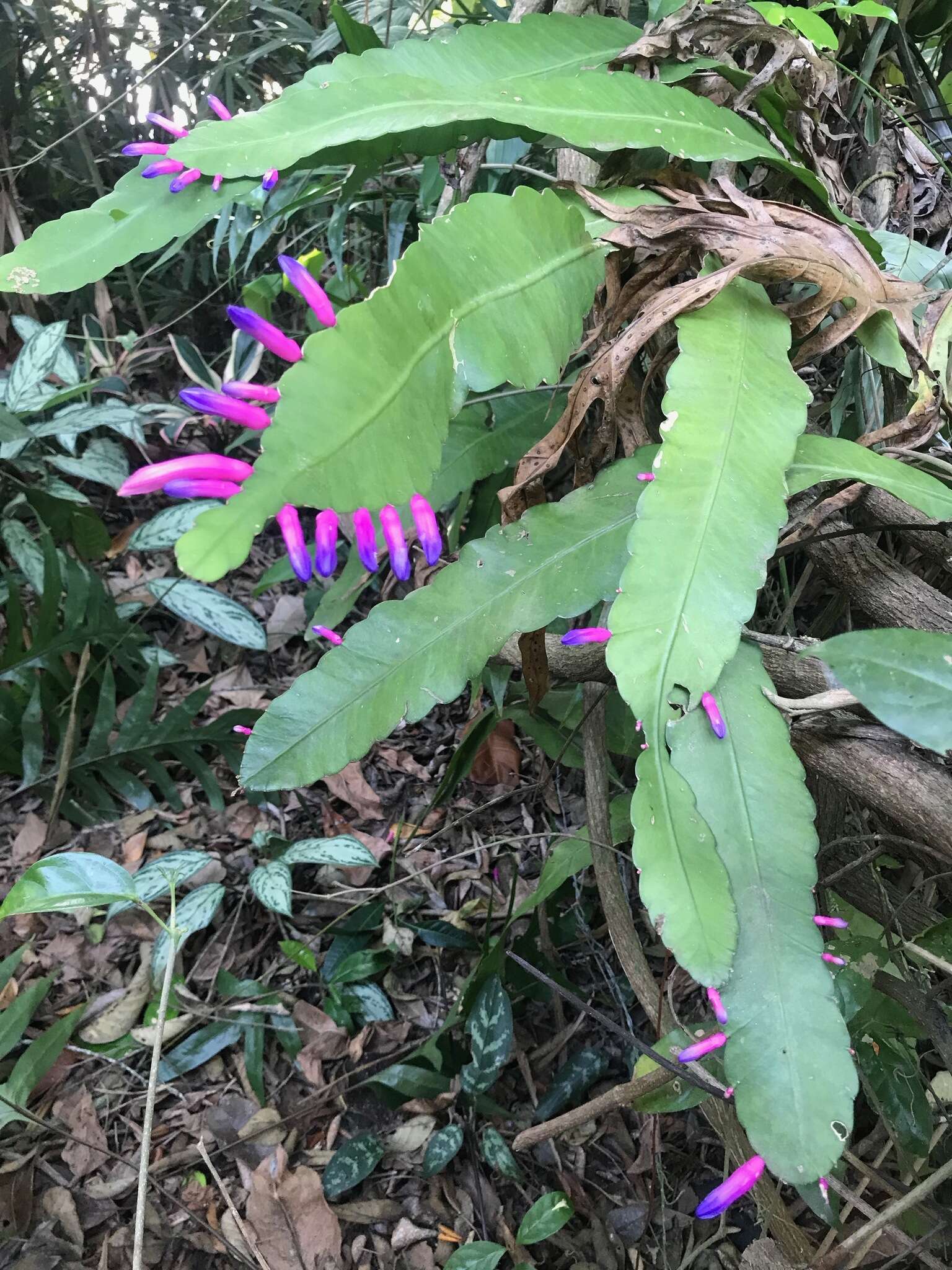 Image of Pseudorhipsalis amazonica (K. Schum.) Ralf Bauer