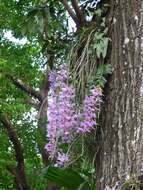 Image of Unscented Dendrobium