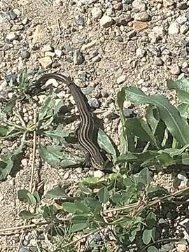 Image of Northern Prairie Skink