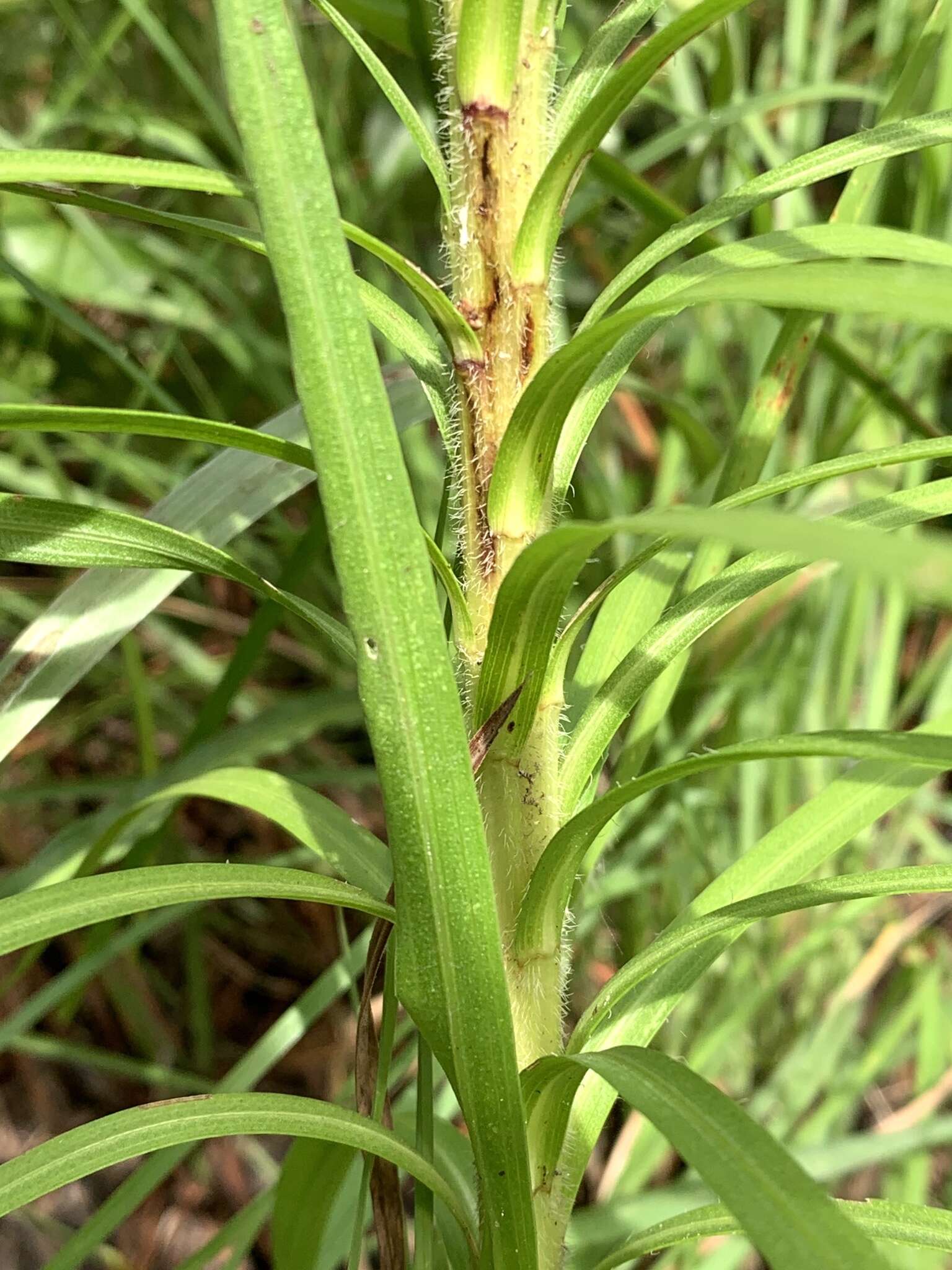 Sivun Liatris pycnostachya var. lasiophylla Shinners kuva