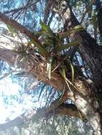 Image of Laelia autumnalis (Lex.) Lindl.