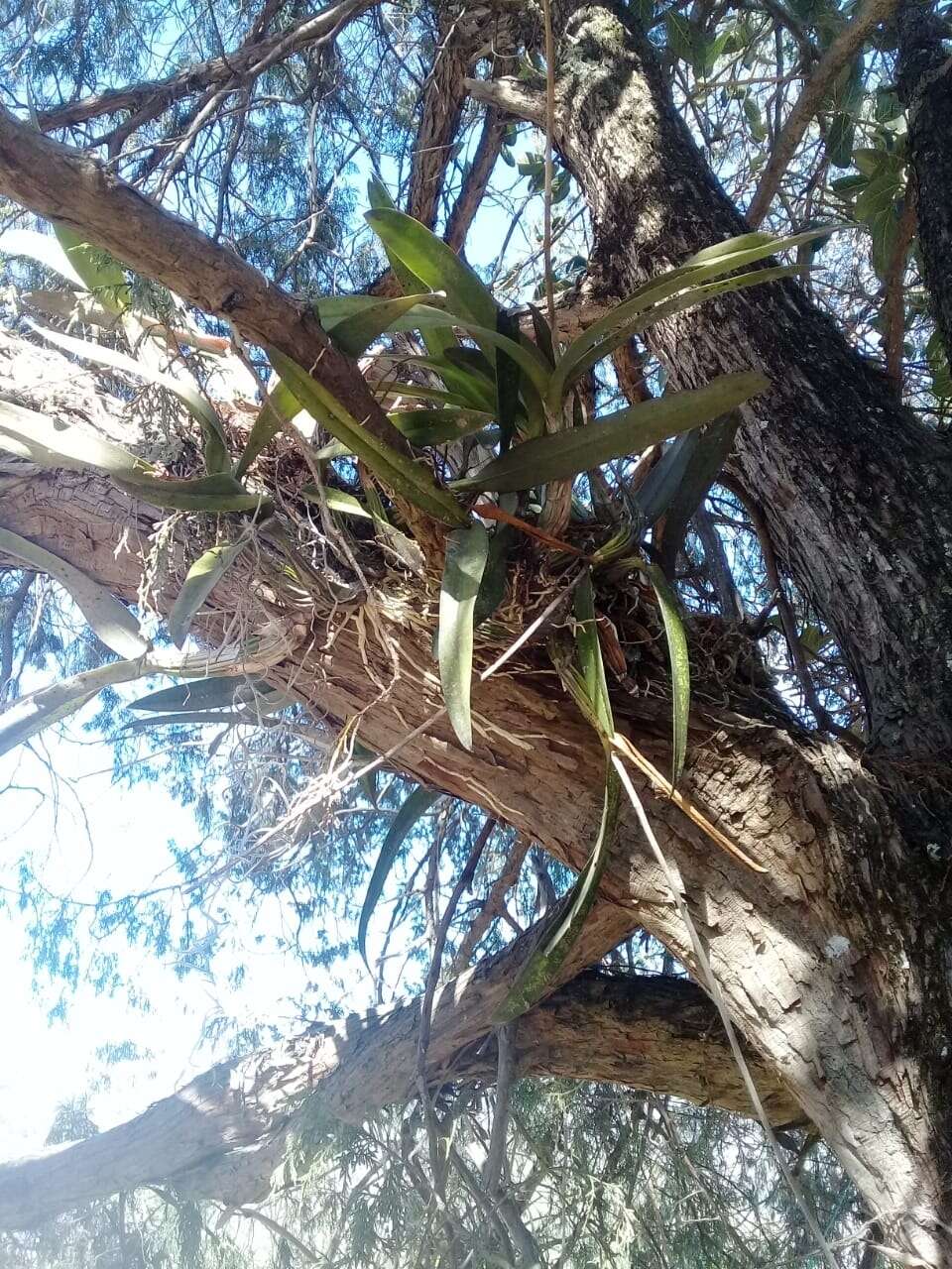 Plancia ëd Laelia autumnalis (Lex.) Lindl.