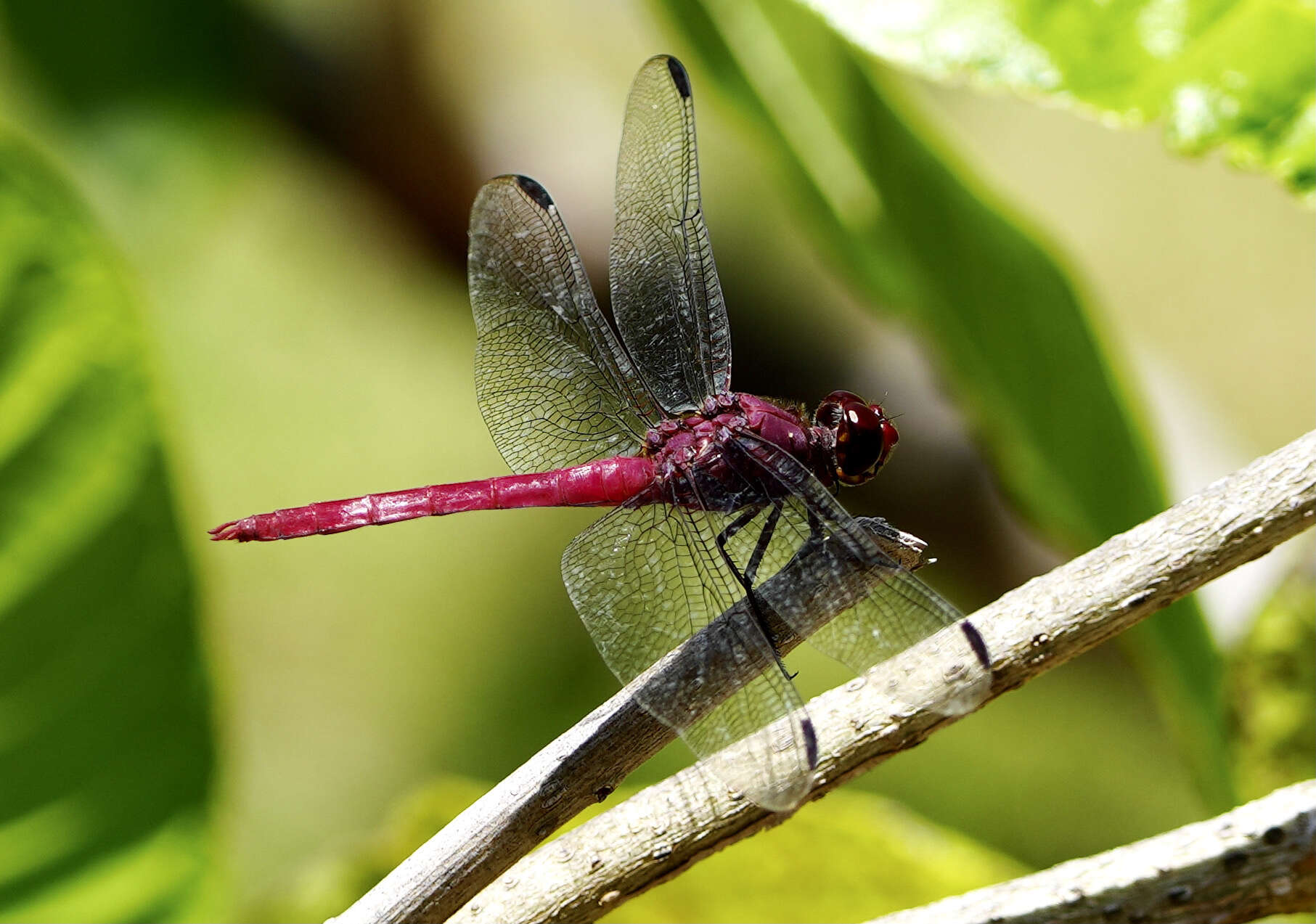 Image of Orthemis macrostigma (Rambur 1842)