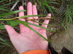 Morelotia affinis (Brongn.) S. T. Blake的圖片