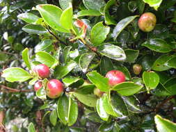 Image of Camellia brevistyla (Hayata) Cohen-Stuart