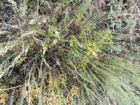 صورة Artemisia pauciflora