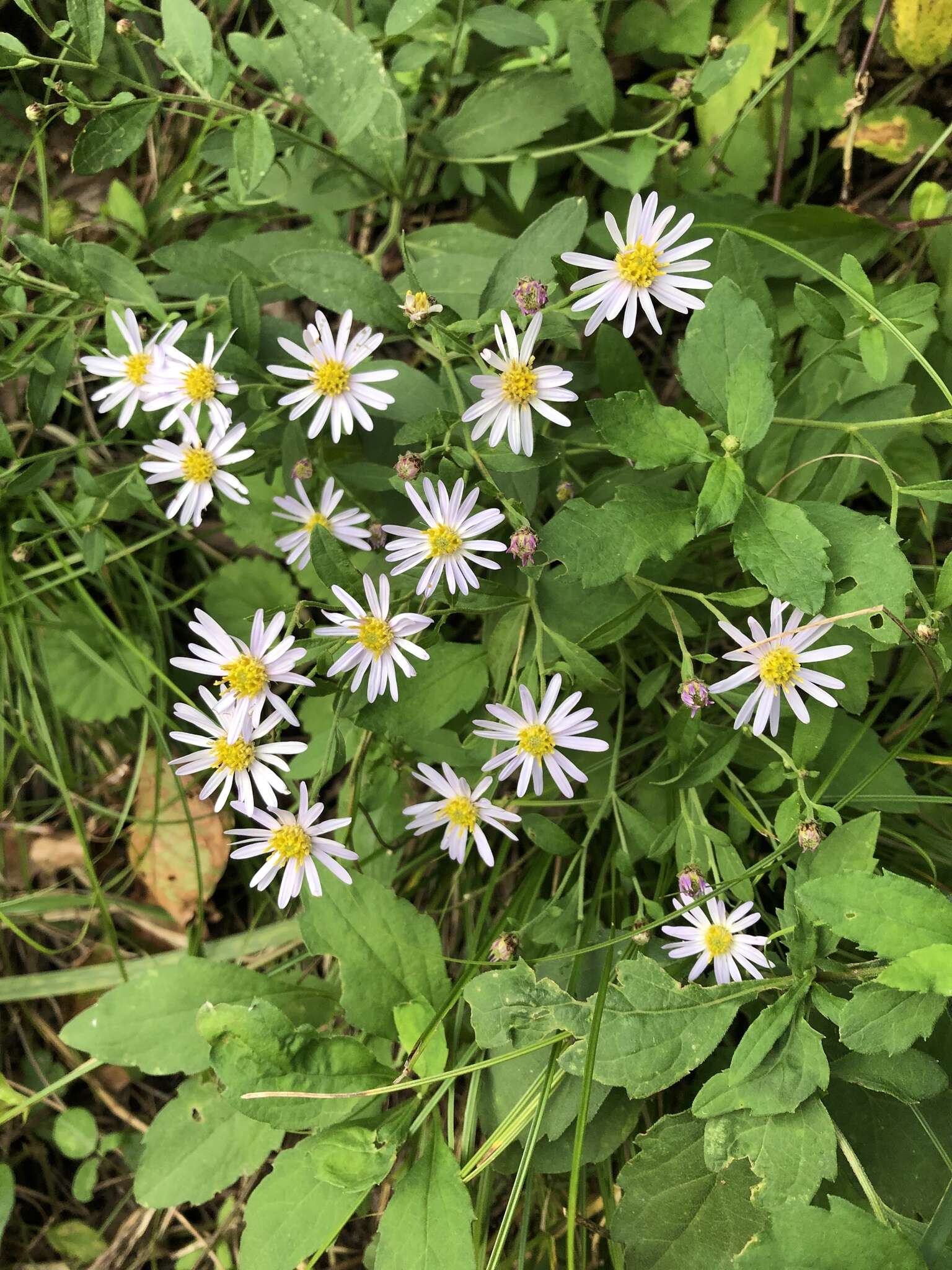 Imagem de Aster ovatus var. microcephalus (Miq.) Mot. Ito & A. Soejima