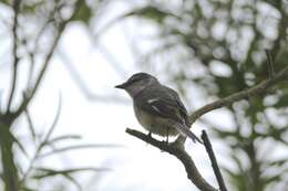 Pericrocotus cantonensis Swinhoe 1861 resmi