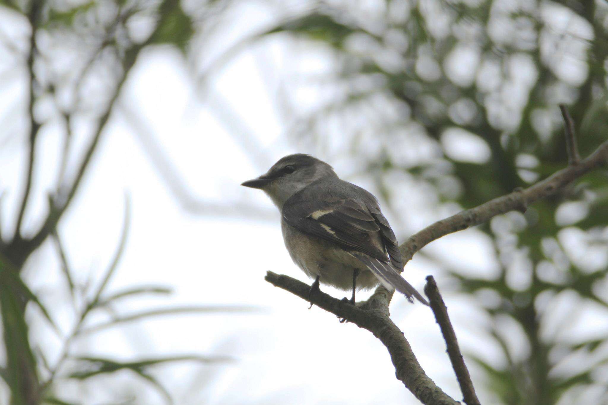 Pericrocotus cantonensis Swinhoe 1861 resmi