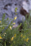 Image de Brassica repanda (Willd.) DC.