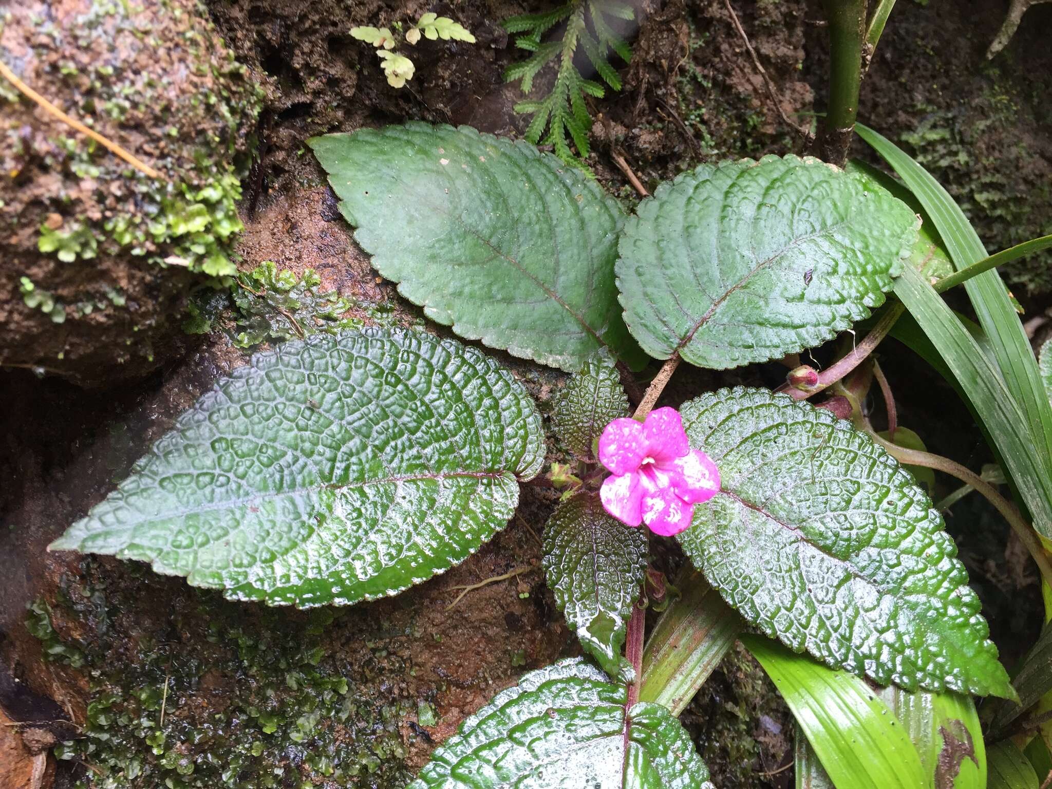 Image of Chrysothemis melittifolia