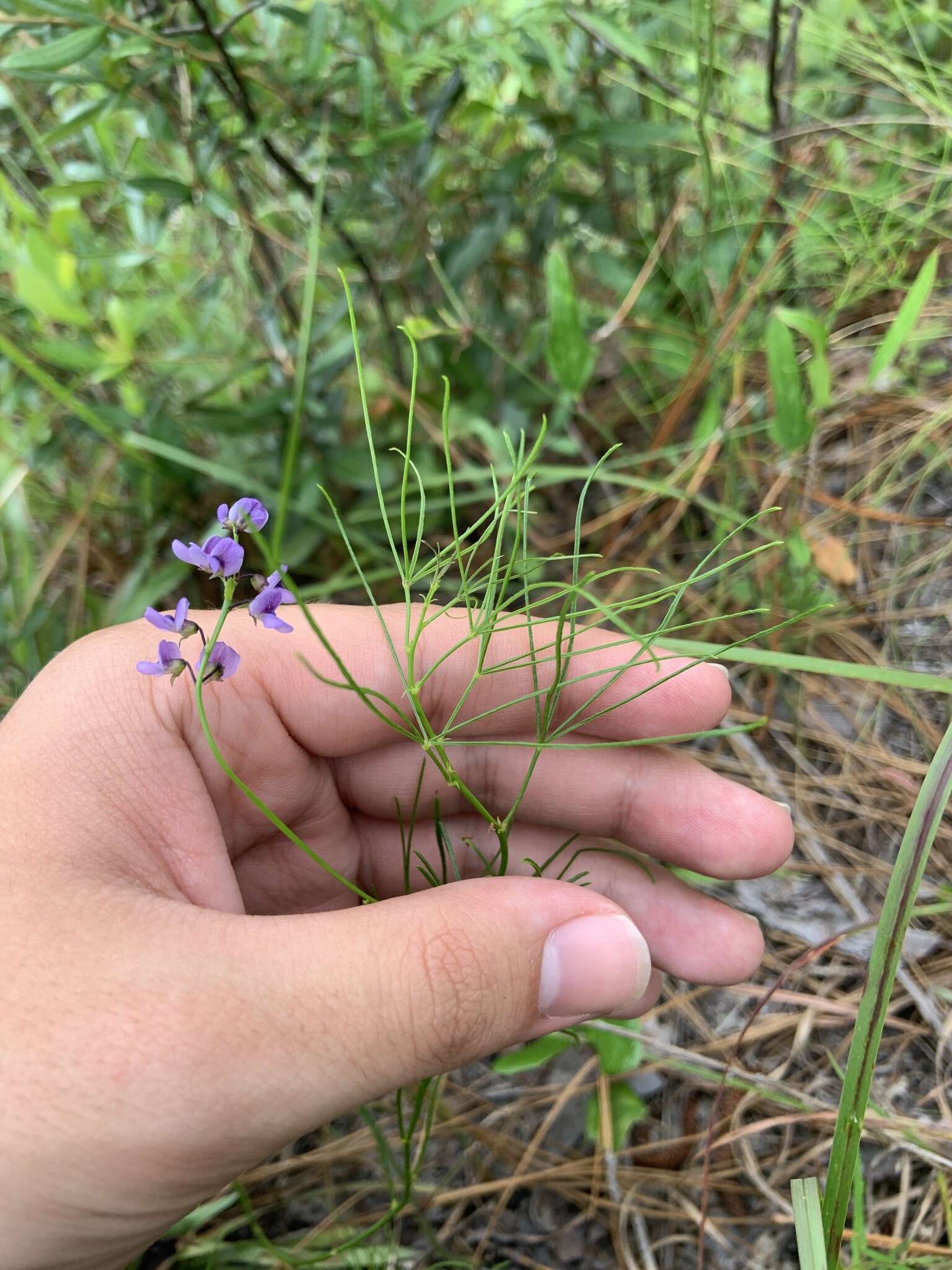 Imagem de Psoralea lupinella Michx.