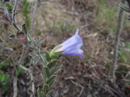 Image of Lobostemon trigonus (Thunb.) Buek