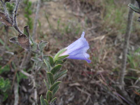 Lobostemon trigonus (Thunb.) Buek resmi