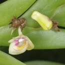 Image of Dendrobium grande Hook. fil.
