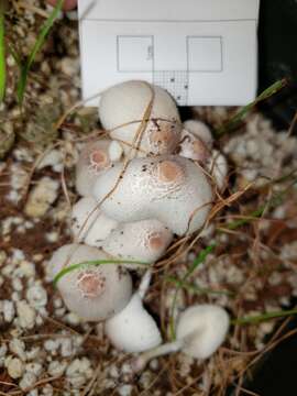 Image of Leucocoprinus ianthinus (Sacc.) P. Mohr 1994